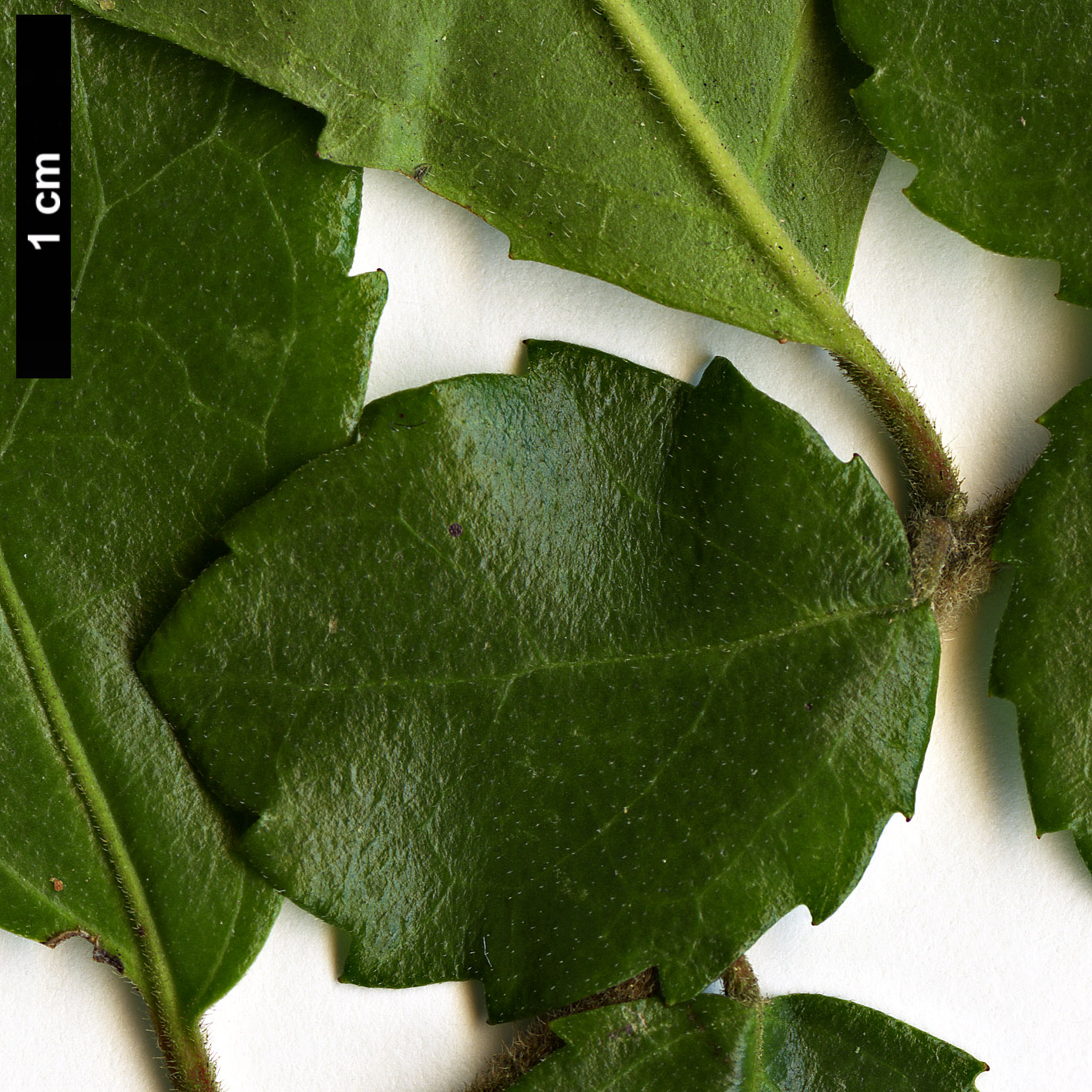 High resolution image: Family: Salicaceae - Genus: Azara - Taxon: serrata - SpeciesSub: 'Maurice Mason'